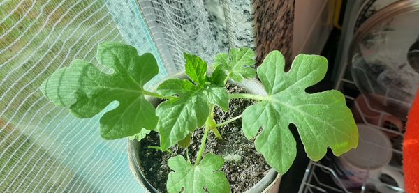 Identificação da planta Melancia por foto