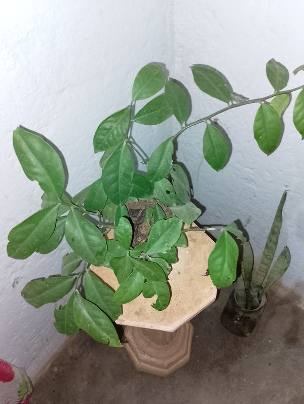 Identificação da planta Ora-pro-nóbis por foto