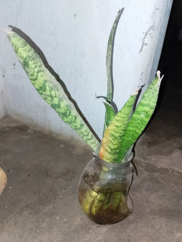 Identificação da planta Espada de São Jorge por foto