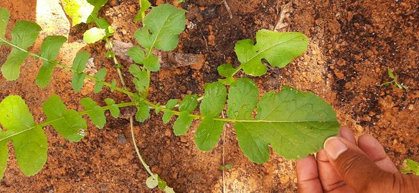 Identificação da planta Mostarda por foto