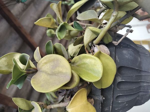 Identificação da planta Peperomia limão por foto