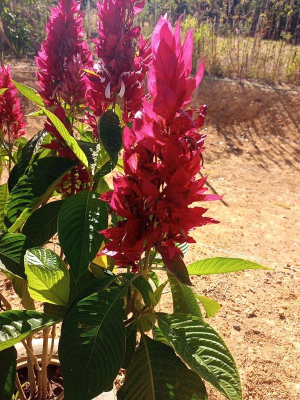 Identificação da planta Camarão-vermelho por foto