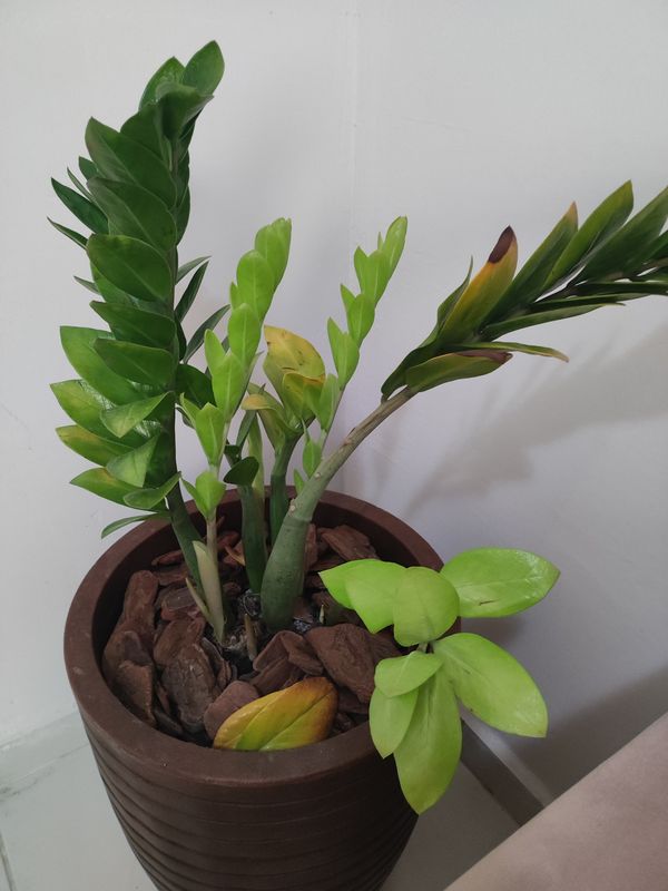 Identificação da planta Zamioculcas por foto