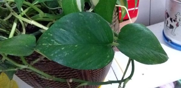 Identificação da planta Jiboia por foto