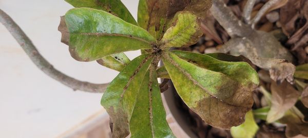 Identificação da planta Rosa do deserto por foto
