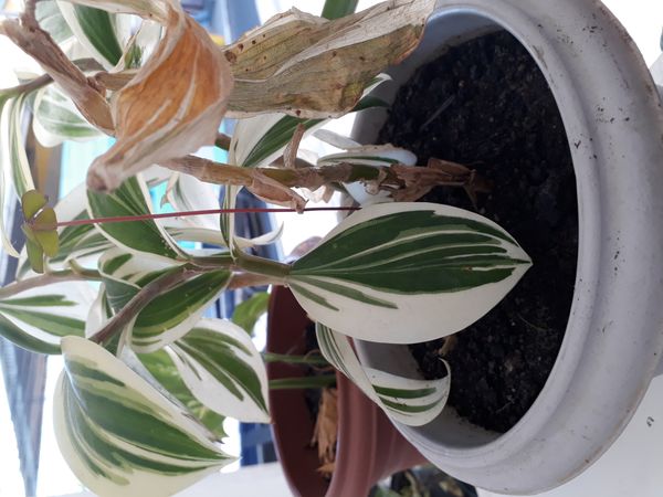 Identificação da planta Carqueja por foto