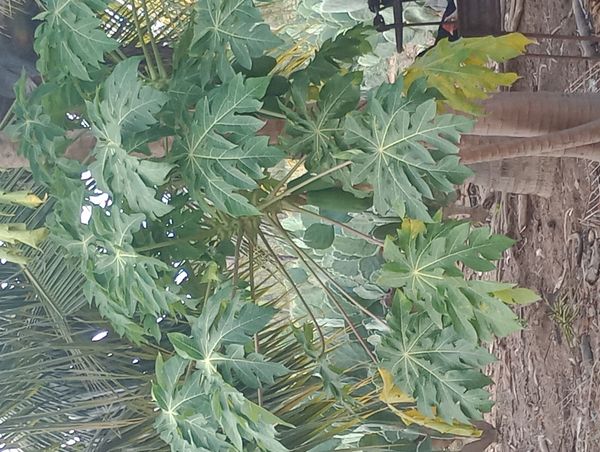 Identificação da planta Mamão por foto