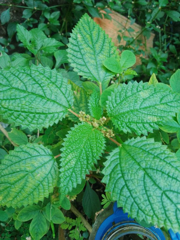 Identificação da planta Urtiga por foto