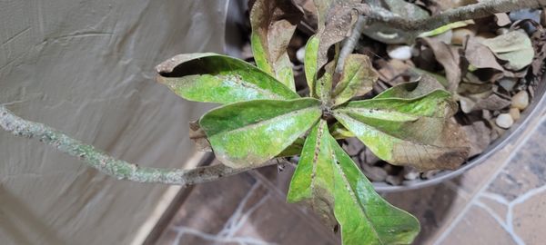 Identificação da planta Rosa-do-deserto por foto