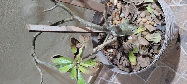 Identificação da planta Rosa do deserto por foto