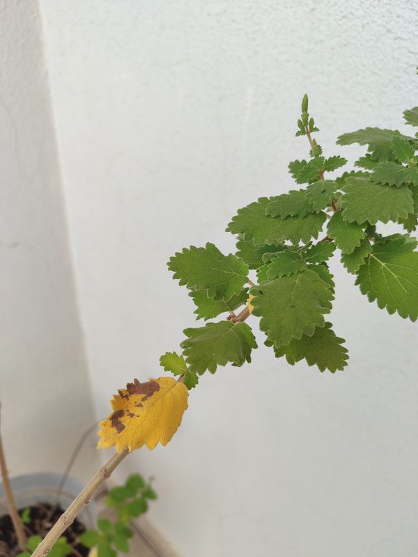 Identificação da planta Menta-de-rio por foto