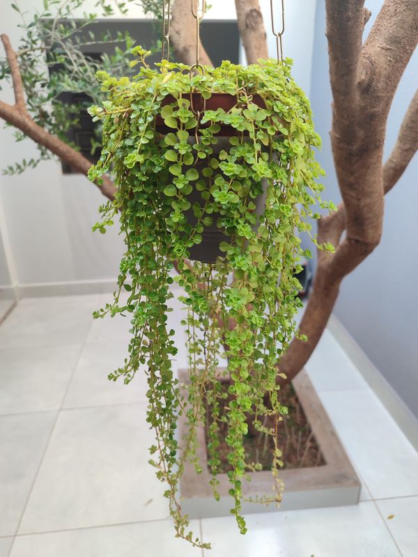 Identificação da planta Dinheiro em penca por foto