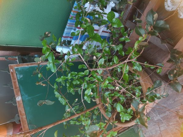 Identificação da planta Pitanga por foto