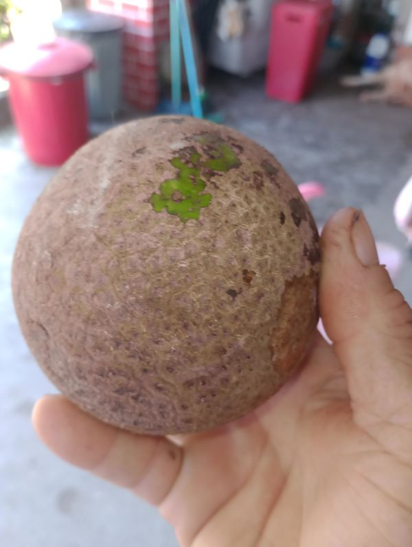 Identificação da planta Abricó-de-macaco por foto