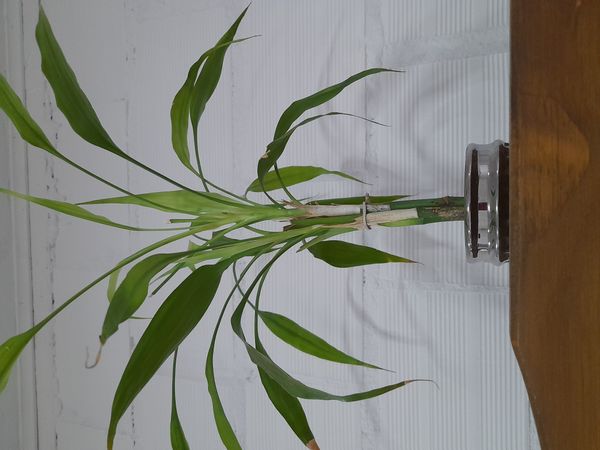 Identificação da planta Bambu da Sorte por foto