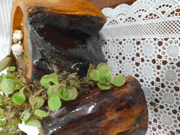 Identificação da planta Rosa-de-pedra por foto