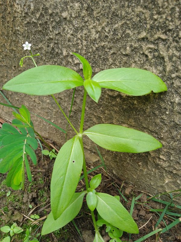 Identificação da planta Erva diamante por foto