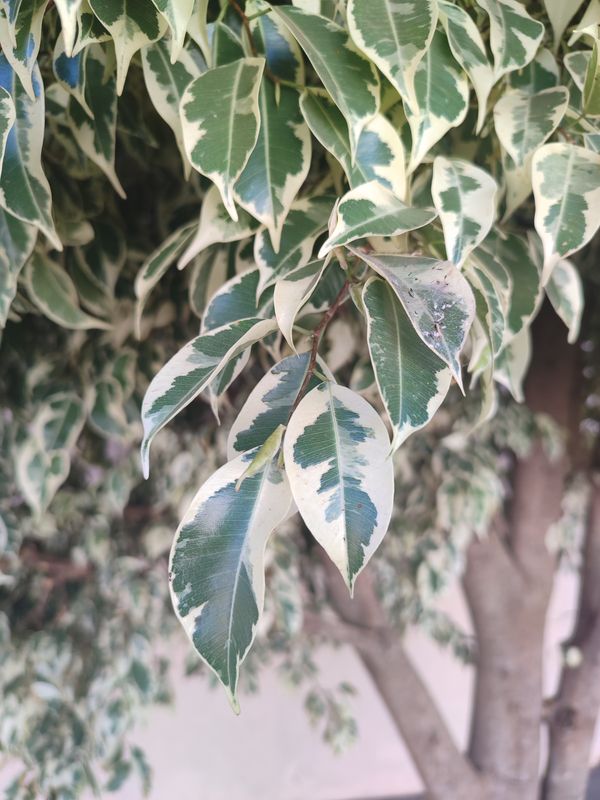 Identificação da planta Figueira-benjamim por foto