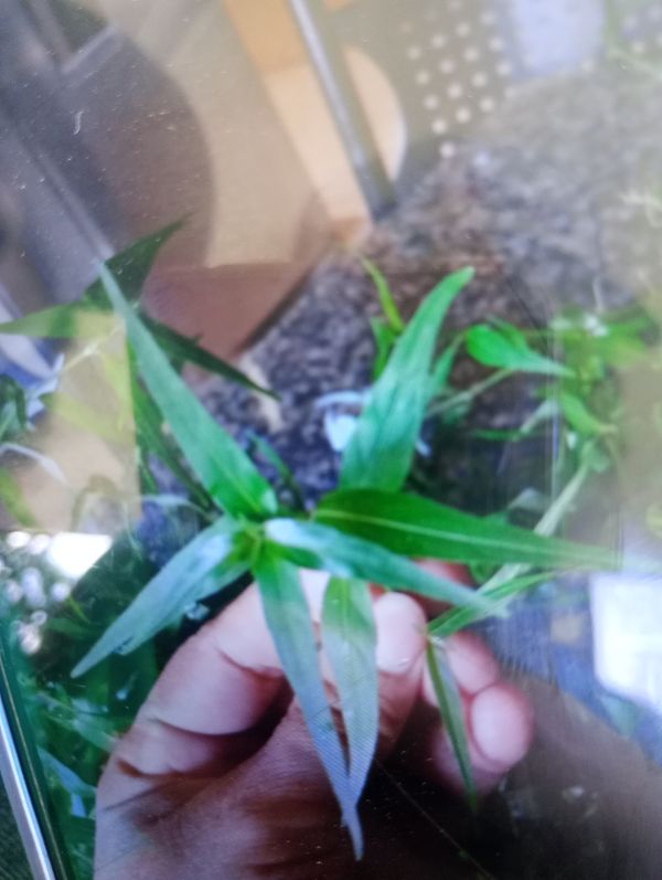 Identificação da planta Anador por foto