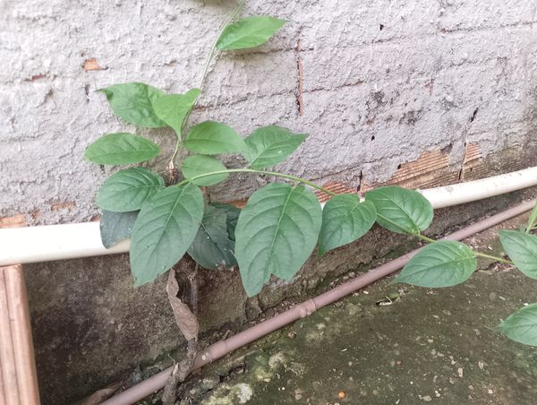 Identificação da planta Jasmim-bosta por foto