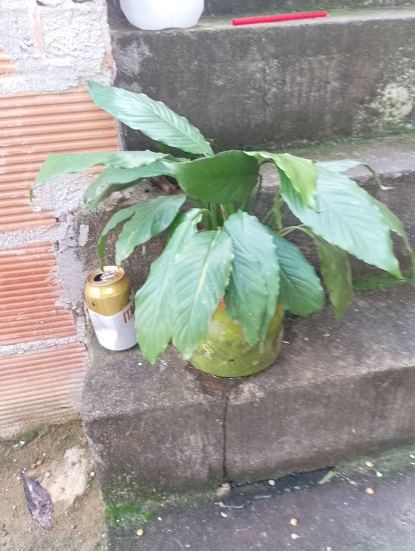 Identificação da planta Lírio da paz por foto