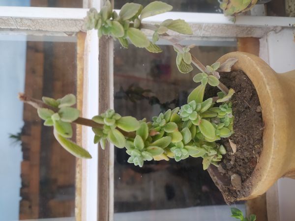 Identificação da planta Boldo-da-terra por foto