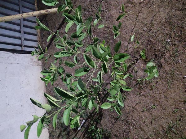 Identificação da planta Limão galego por foto