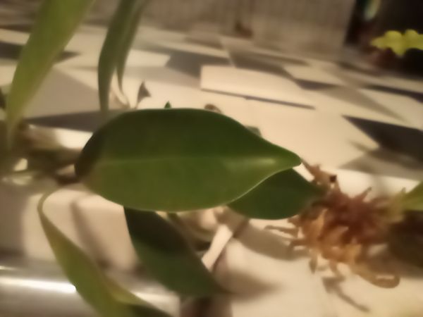 Identificação da planta Figueira asiática ou Figueira lacerdinha por foto