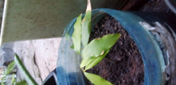 Identificação da planta Lichia por foto