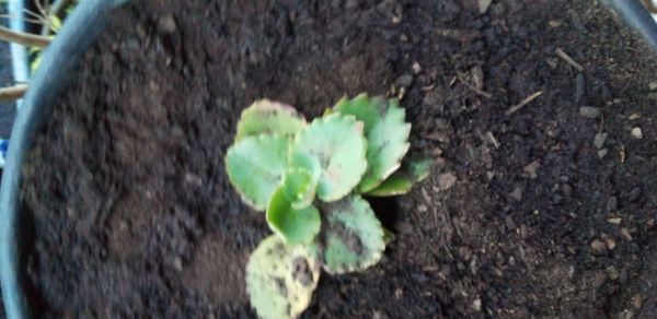 Identificação da planta Calanchoê-marmorado por foto