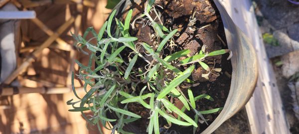 Identificação da planta Alecrim por foto