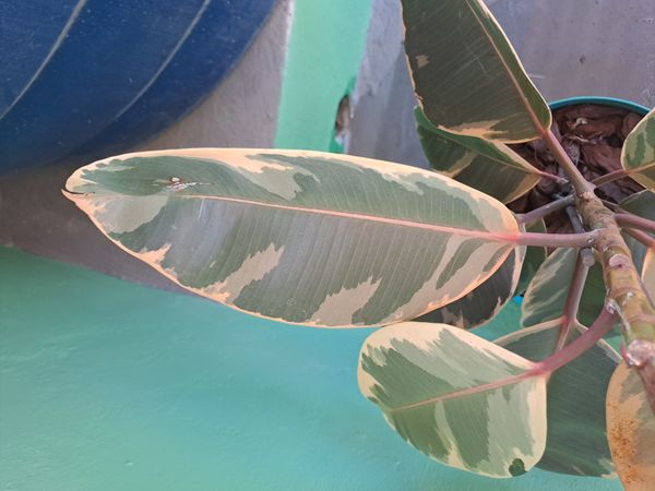 Identificação da planta Figueira-indiana por foto