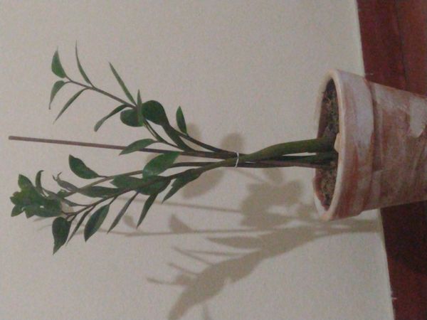 Identificação da planta Zamioculcas por foto