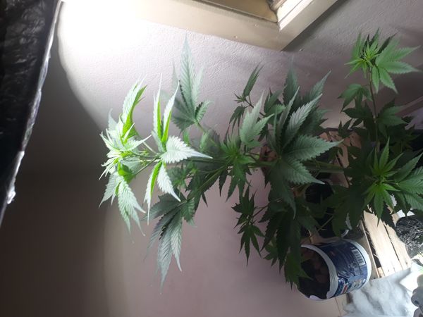 Identificação da planta Maconha por foto