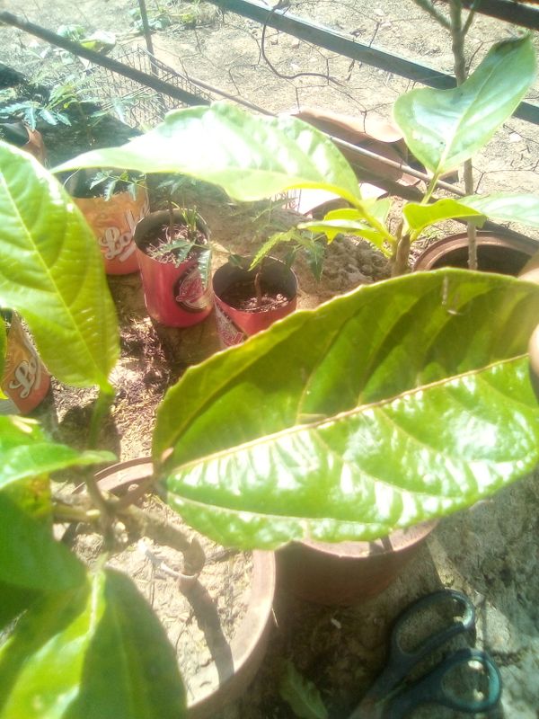 Identificação da planta Maracujá por foto