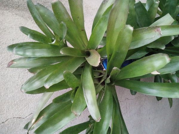 Identificação da planta Gravatá por foto
