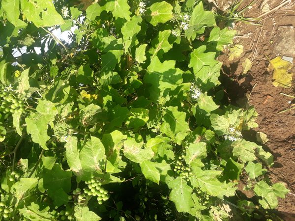 Identificação da planta Jurubeba por foto