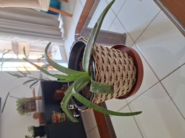 Identificação da planta Babosa por foto