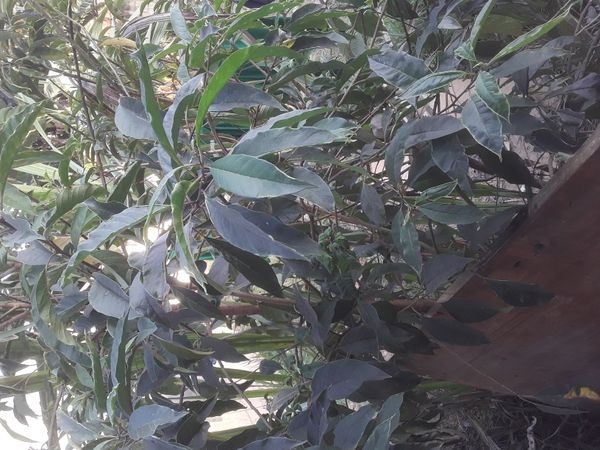 Identificação da planta Orelha-de-onça por foto