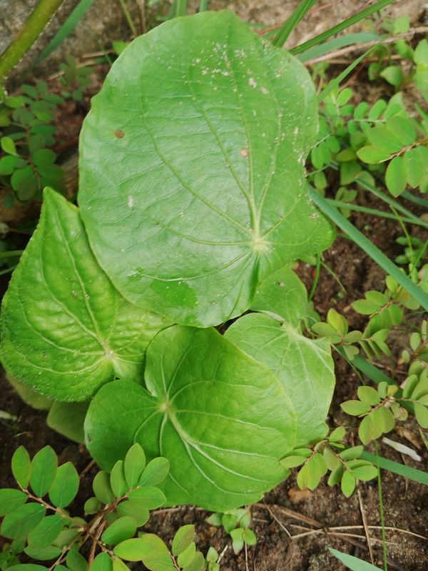 Identificação da planta Capeba por foto
