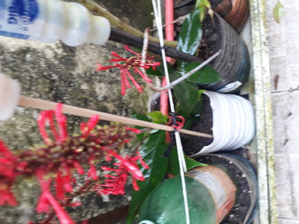 Identificação da planta Odontonema por foto