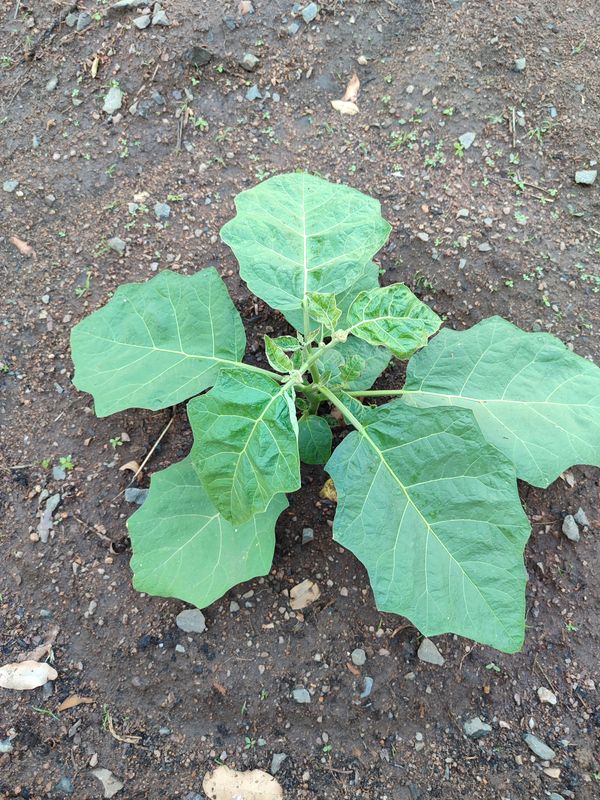 Identificação da planta Jilo por foto
