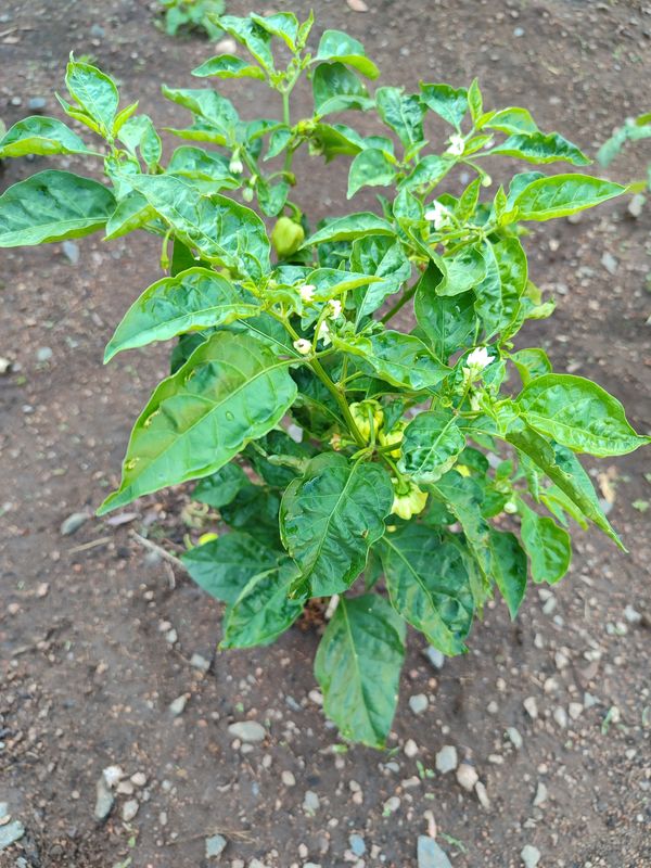 Identificação da planta Pimenta-de-cheiro por foto