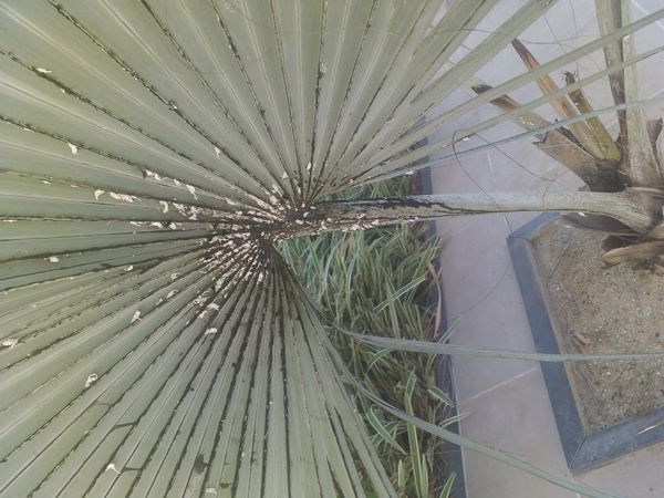 Identificação da planta Palmeira-bismarck por foto