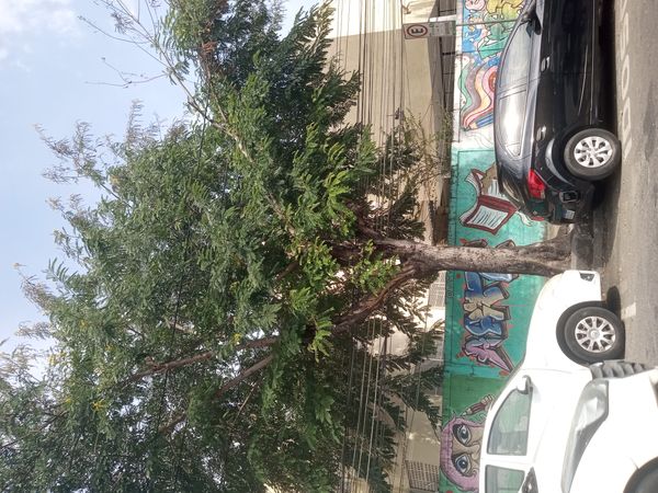 Identificação da planta Sibipiruna por foto