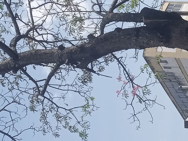 Identificação da planta Paineira por foto