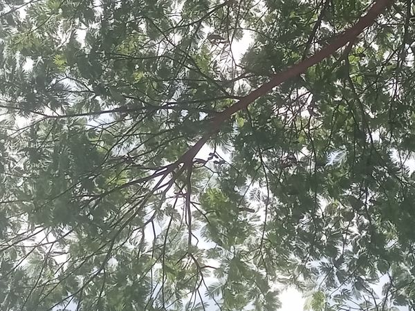 Identificação da planta Angico por foto
