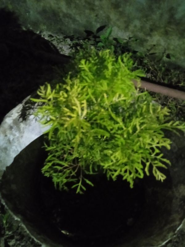Identificação da planta Bonsai-Havaí por foto