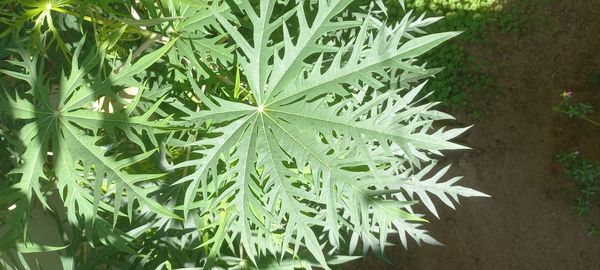 Identificação da planta Pinhão-manso por foto