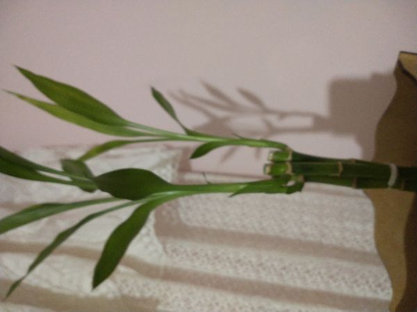 Identificação da planta Bambu da Sorte por foto